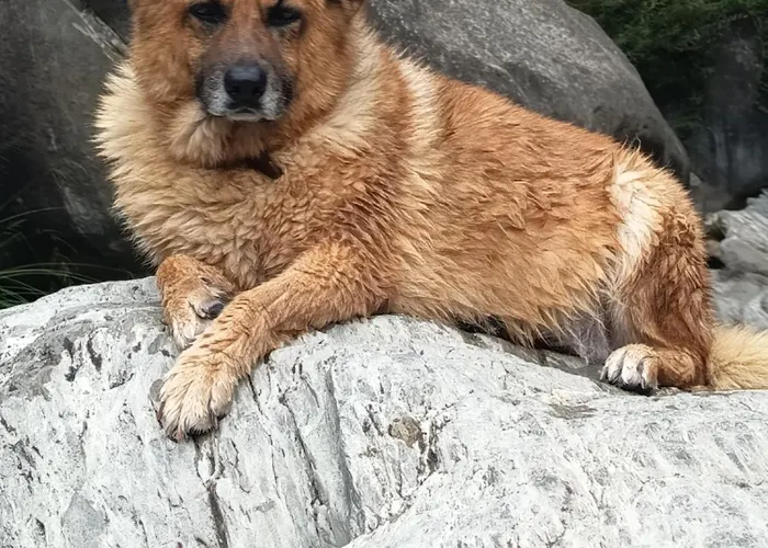 Briciole Di Pietra 3* Dolceacqua