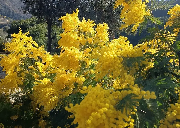 Briciole Di Pietra Bed & Breakfast Dolceacqua